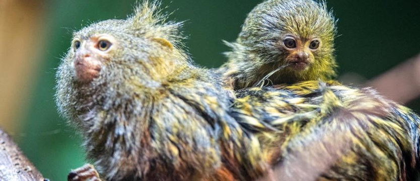W chorzowskim Zoo urodziły się najmniejsze małpy świata pigmejki karłowate
