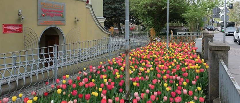Dywan tulipanów w „Zaczarowanym Ogrodzie”