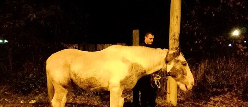 Koń błąkał się po ulicach Szczecina