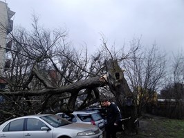 Drzewo przygniotło samochody na Pomorzanach