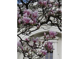 Magnoliami malowana wiosna