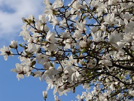 Magnoliami malowana wiosna