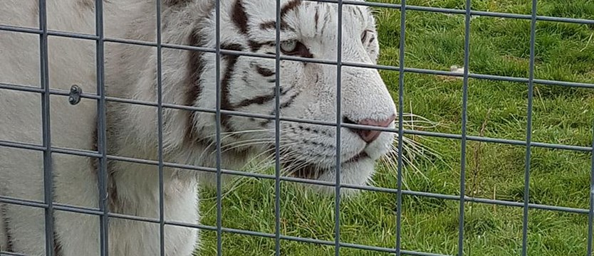 Tygrys zabił pracownicę zoo