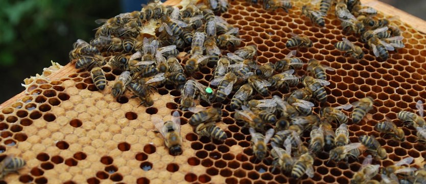 Sprowadzają pszczoły z Ukrainy