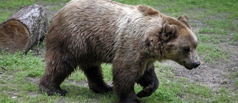 Niedźwiedź chodzi po wsi. Gmina ostrzega mieszkańców