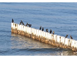 Foki i kormorany problemem dla rybołówstwa
