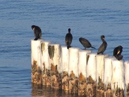 Foki i kormorany problemem dla rybołówstwa