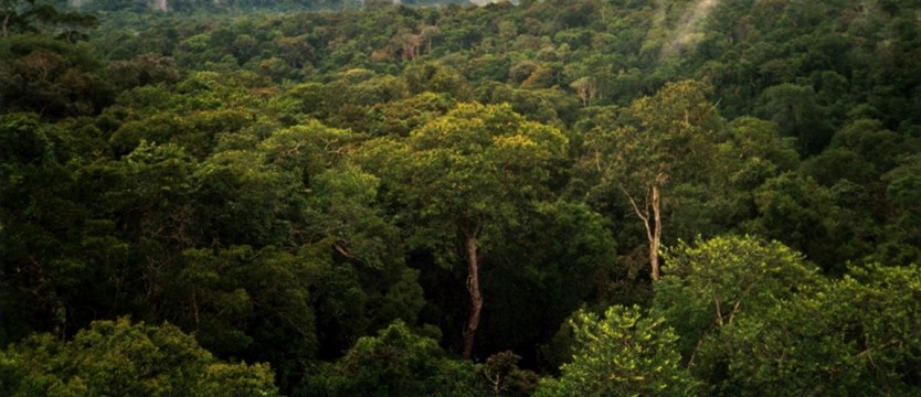 Znikające lasy deszczowe