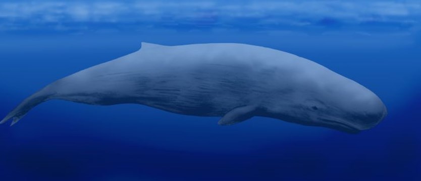 Wieloryb w sieci