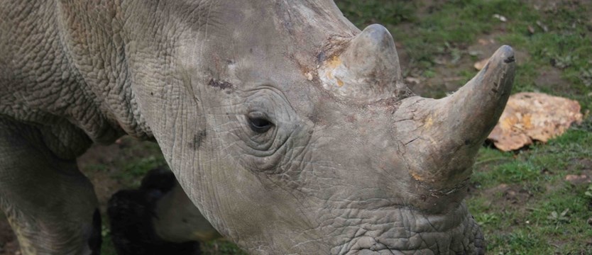 Zabili nosorożca, ukradli róg