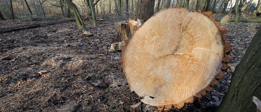 Szyszko: Usunąć 1,3 mln drzew