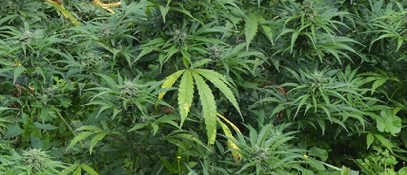 Kanada legalizuje marihuanę