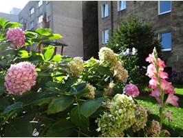 Hibiskusy, hortensje, róże i podwórka