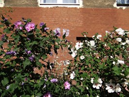 Cały Szczecin w kwiatach. Hibiskusy, hortensje, róże i podwórka