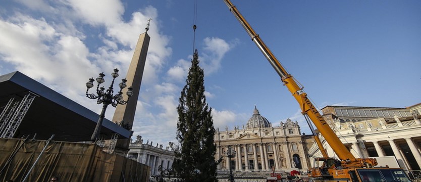 Na placu Świętego Piotra ustawiono świąteczną choinkę