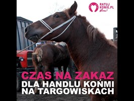 Festiwal koni zamiast ich rzezi w Skaryszewie