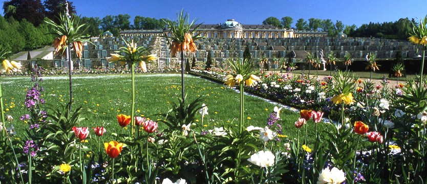 Magia kwiatów w ogrodach Sanssouci