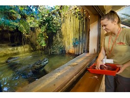 89. urodziny aligatorzycy Marty – najstarsze zwierzę w ogrodach zoologicznych Europy