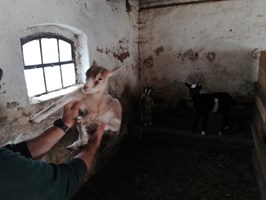 Agroturystyka ze zwierzętami w Rogozinie
