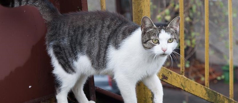 Kot przemytnik schwytany na Kostaryce