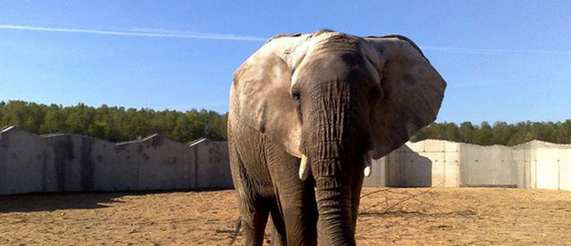 Słoń Ninio z poznańskiego zoo idzie do dentysty
