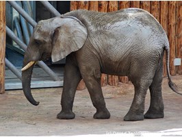 Słoń Ninio z poznańskiego zoo idzie do dentysty