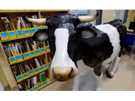 ZUT ma sztuczną krowę do nauki dojenia