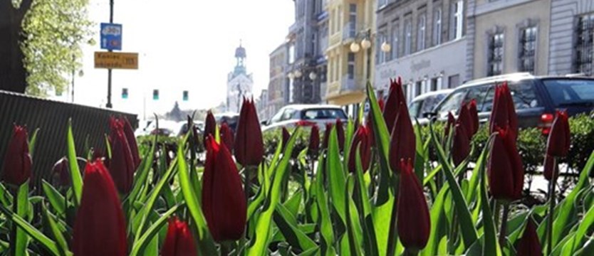 Kolorowe osiedle - nadchodzi czas tulipanów