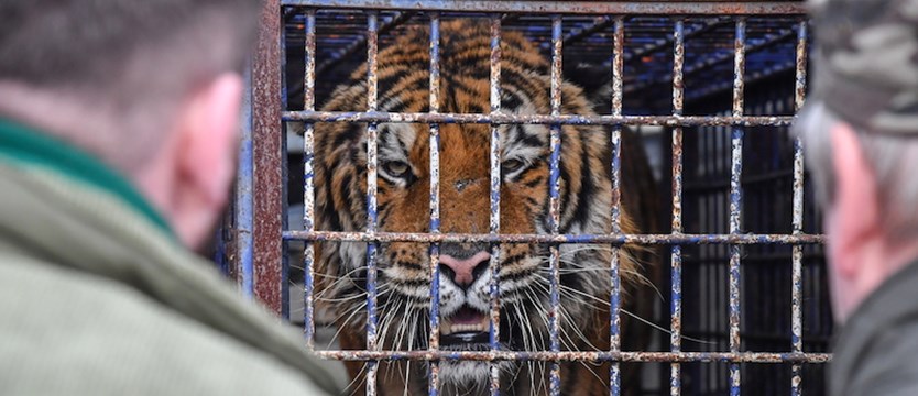 Czy poznańskie ZOO uratuje tygrysy z Koroszczyna?