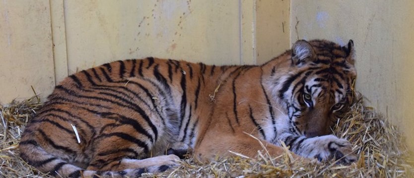 Kontrola w poznańskim zoo, które przygarnęło tygrysy
