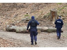 Konar drzewa przygniótł dzieci na osiedlu Bukowym