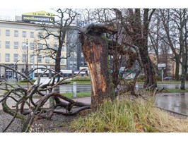 Drzewo na pl. Solidarności znów ucierpiało