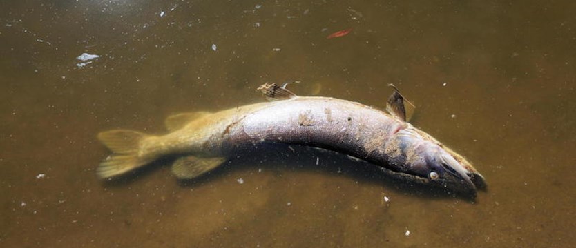 Śnięte ryby napływają Odrą od strony Czech