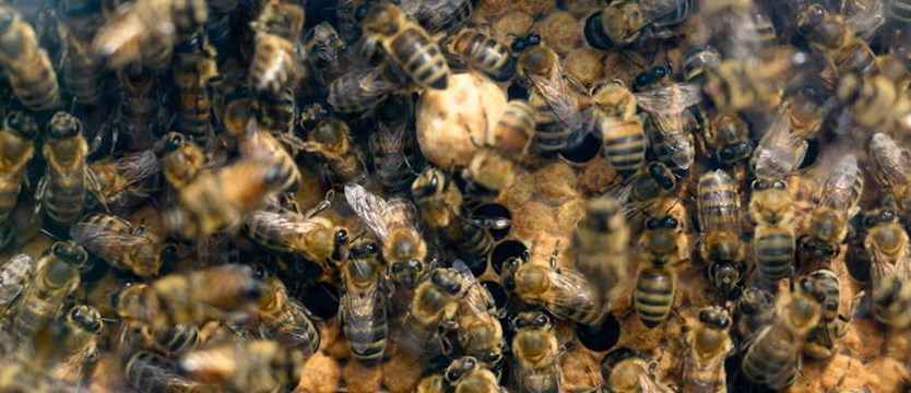 Populacje pszczół zagrożone falami upałów